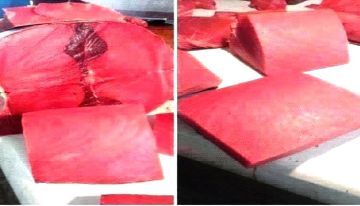 أسعار الأسماك اليوم السبت فى عدن 25 اكتوبر 2025م أسعار الأسماك اليوم السبت فى عدن 25 اكتوبر 2025م