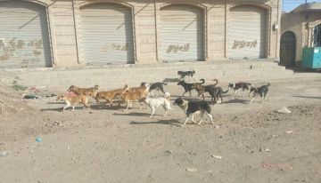 داء الكلب يفتك باليمنيين في مناطق سيطرة الحوثيين  داء الكلب يفتك باليمنيين في مناطق سيطرة الحوثيين