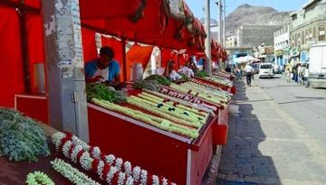 أفراح وأرزاق.. فل لحج محصول يعيل آلاف العائلات اليمنية أفراح وأرزاق.. فل لحج محصول يعيل آلاف العائلات اليمنية