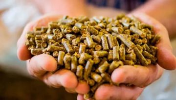 تعرف على أسعار أعلاف الدواجن بأنواعها المختلفة في مصر 1 أكتوبر 2025