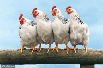 سعر الفراخ والبيض في الأسواق المصرية اليوم الثلاثاء 14-10-2025