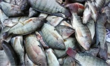 أسعار الأسماك اليوم الثلاثاء 14 أكتوبر 2025.. استمرار تراجع البلطي والمكرونة السويسي في الأسواق المصرية أسعار الأسماك اليوم الثلاثاء 14 أكتوبر 2025.. استمرار تراجع البلطي والمكرونة السويسي في الأسواق المصرية