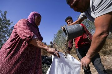 تصاعد عنف المستوطنين يعطل موسم قطاف الزيتون في الضفة الغربية المحتلة تصاعد عنف المستوطنين يعطل موسم قطاف الزيتون في الضفة الغربية المحتلة