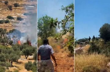 المستوطنون الصهاينة يشنون هجمات متكررة على مزارعين فلسطينيين في الأغوار ورام الله المستوطنون الصهاينة يشنون هجمات متكررة على مزارعين فلسطينيين في الأغوار ورام الله