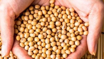أسعار الصويا تتراجع في أمريكا بعد تهديد ترامب برسوم على الصين