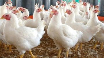 سعر الفراخ في مصر اليوم الأحد 5 أكتوبر 2025 سعر الفراخ في مصر اليوم الأحد 5 أكتوبر 2025