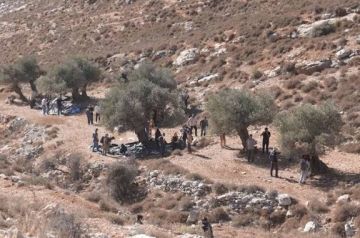 زيتون المقاومة.. موسم الحصاد يتحول إلى جبهة صمود في وجه المستوطنين زيتون المقاومة.. موسم الحصاد يتحول إلى جبهة صمود في وجه المستوطنين