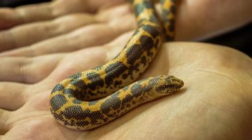 رجل يخبئ ثعبانا نادرا في جيبه والشرطة تكتشفه بالصدفة