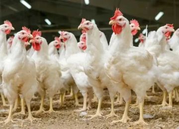 سعر الفراخ في مصر اليوم السبت 11-10-2025 مع توقعات بزيادة طفيفة في الشتاء