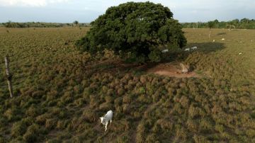 الغابات المطيرة في أستراليا لم تعد مصارف أساسية للكربون