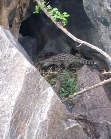 مخلوق غامض يثير ذعر سكان قرية الدمنة اعبوس   مخلوق غامض يثير ذعر سكان قرية الدمنة اعبوس