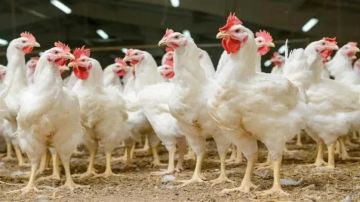 سعر الفراخ في مصر اليوم الأربعاء 8 أكتوبر 2025 في الأسواق المحلية سعر الفراخ في مصر اليوم الأربعاء 8 أكتوبر 2025 في الأسواق المحلية