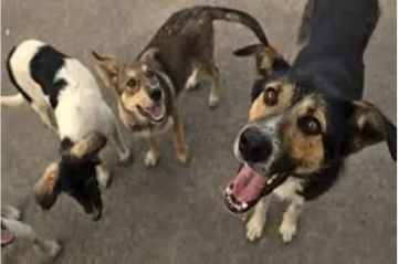 الكلاب تفترس ثلاثة أطفال في ذمار .. وتسجيل 400 حالة عض خلال شهر