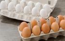 أسعار البيض اليوم السبت 4-10-2025 في المزارع والأسواق المصرية - ye