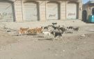 داء الكلب يفتك باليمنيين في مناطق سيطرة الحوثيين - ye