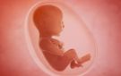 دراسة: الأجنة تتعرف على اللغات الأجنبية وهم في رحم أمهاتهم - ye