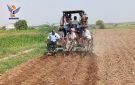 تدشين حصاد الذرة الشامية بمديرية بيت الفقيه في الحديدة - ye