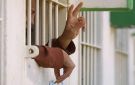 تضامن : سياسة الإبعاد القسري بحق الأسرى الفلسطينيين جريمة حرب مكتملة الأركان - ye