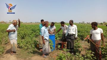 تدشين حملة رش لمكافحة الآفات الزراعية لمحصول القطن في الدريهمي بالحديدة