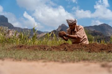 تقرير أممي: تباين كبير في الأمطار ودرجات الحرارة يضرب القطاع الزراعي في اليمن