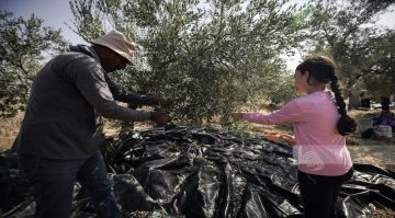 شعبان: 340 اعتداء نفذها العدو الإسرائيلي والمستوطنون ضد قاطفي الزيتون منذ بداية الموسم