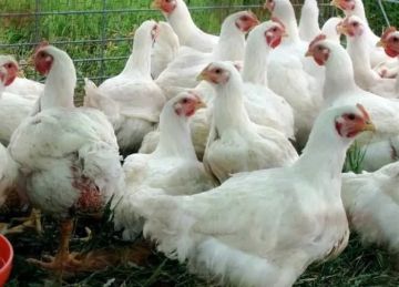 سعر الفراخ في مصر اليوم الخميس 6 نوفمبر 2025