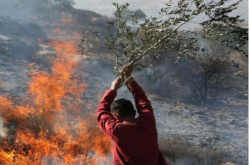 مستوطنون يحرقون أراضي زراعية بين عطارة وبيرزيت شمال رام الله الفلسطينية