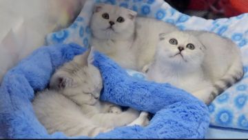 دراسة: تربية القطط قد تزيد خطر الإصابة بـ(الفصام)