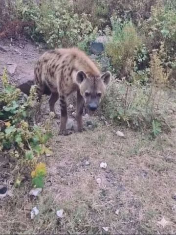 كابوس الضباع يضرب مديرية يافع.. 4 مصابين ومذبحة لـ80 رأسا من الماشية تشعل غضب السكان