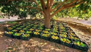 الحصاد بـ إذن .. وسيلة الحـ.ـوثي لحصار مزارعي اليمن