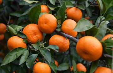 اليوسفي بين الفوائد والمخاطر.. نصائح هامة لمرضى المعدة اليوسفي بين الفوائد والمخاطر.. نصائح هامة لمرضى المعدة