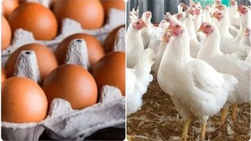 سعر الفراخ اليوم الاثنين 24 نوفمبر 2025 في الأسواق المصرية