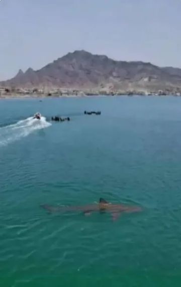 كفى تهويلا.. الحقيقة الكاملة عن ظهور أسماك القرش قرب سواحل عدن