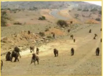 جوع متفش وتكاثر مقلق: قرود تحول رعي الأغنام إلى كابوس في البيضاء