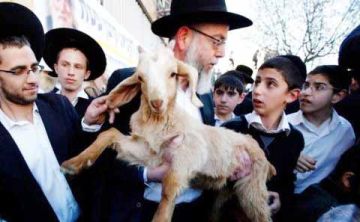 إدخال القرابين الحيوانية للأقصى.. حين يستميت الصهاينة لفرض طقوسهم التوراتية إدخال القرابين الحيوانية للأقصى.. حين يستميت الصهاينة لفرض طقوسهم التوراتية