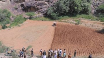 تدشين موسم الزراعة الشتوية لمحصول الذرة الشامية في تعز تدشين موسم الزراعة الشتوية لمحصول الذرة الشامية في تعز