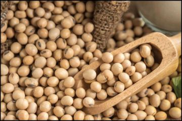 فول الصويا يسجل أكبر مكاسبه في 6 أشهر بأمريكا فول الصويا يسجل أكبر مكاسبه في 6 أشهر بأمريكا