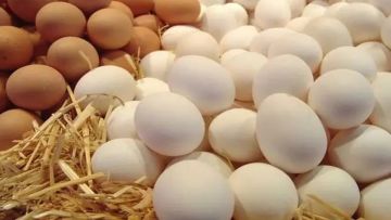 تحرك في كرتونة البيض..سعر البيض في مصر اليوم الجمعة 21-11-2025 تحرك في كرتونة البيض..سعر البيض في مصر اليوم الجمعة 21-11-2025