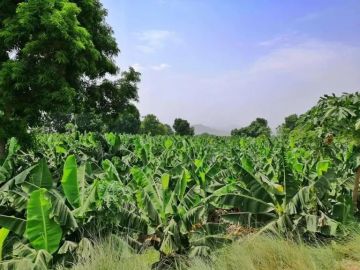 كارثة بيئية واقتصادية: حريق واسع يدمر مزارع الموز في زنجبار بأبين