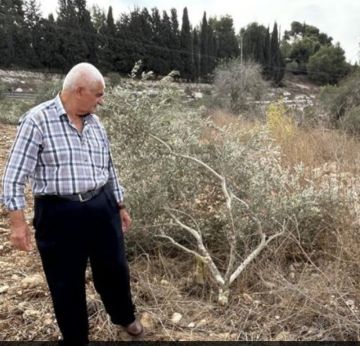 اوتشا: تحول حصاد الزيتون للفلسطينيين من موسم احتفال إلى فترة خوف وخسارة اوتشا: تحول حصاد الزيتون للفلسطينيين من موسم احتفال إلى فترة خوف وخسارة