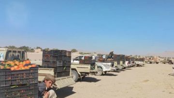 أبناء مديريات الجوف يسيرون قافلة من البرتقال دعما للمرابطين أبناء مديريات الجوف يسيرون قافلة من البرتقال دعما للمرابطين