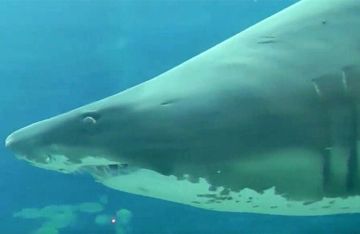 اليمن.. حوت قرش ضخم يثير الذعر في عدن اليمن.. حوت قرش ضخم يثير الذعر في عدن