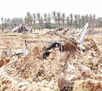 الأمم المتحدة: إسرائيل دمرت 87 من الأراضي الزراعية في غزة