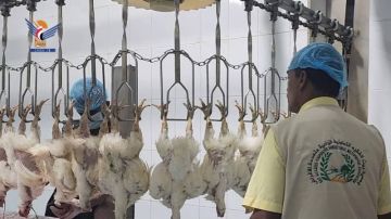 قطاع الدواجن في الحديدة.. حراك واسع نحو الاكتفاء الذاتي واستقرار الإنتاج قطاع الدواجن في الحديدة.. حراك واسع نحو الاكتفاء الذاتي واستقرار الإنتاج