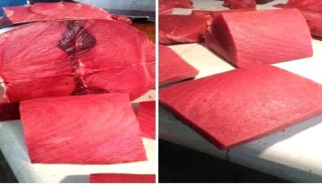 أسعار الأسماك اليوم الخميس فى عدن 6 نوفمبر 2025م