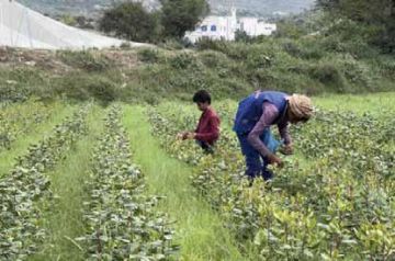 مع الانخفاض المتواصل لدرجات الحرارة:الأسرة اليمنية الزراعية في مواجهة البرد وموجات الصقيع مع الانخفاض المتواصل لدرجات الحرارة:الأسرة اليمنية الزراعية في مواجهة البرد وموجات الصقيع
