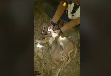 شاهد بالصور مصير وشق الجبال بمحافظة إب بعد تسببه بنفوق عدد من المواشي