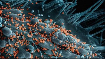 منظمة الصحة العالمية تحذر من تفشي فيروس قاتل