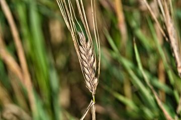 علماء روس ينجحون في إنبات الشعير على تربة شبيهة بسطح المريخ قبل 3 ساعات