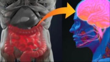 لماذا يلعب دماغ الأمعاء دورا رئيسيا في تحفيز الحساسية؟ لماذا يلعب دماغ الأمعاء دورا رئيسيا في تحفيز الحساسية؟